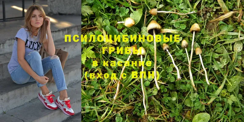 дарк нет как зайти  Усть-Джегута  Галлюциногенные грибы MAGIC MUSHROOMS 